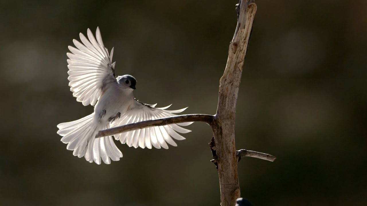 Capturing Epic Slow Motion Footage of Backyard Birds