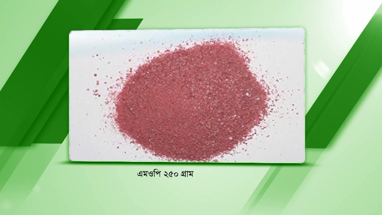 “বাড়ি মাল্টা-১ চাষে বাণিজ্যিক সাফল্য! জানুন আধুনিক পদ্ধতি ও বাড়তি আয়ের রহস্য”