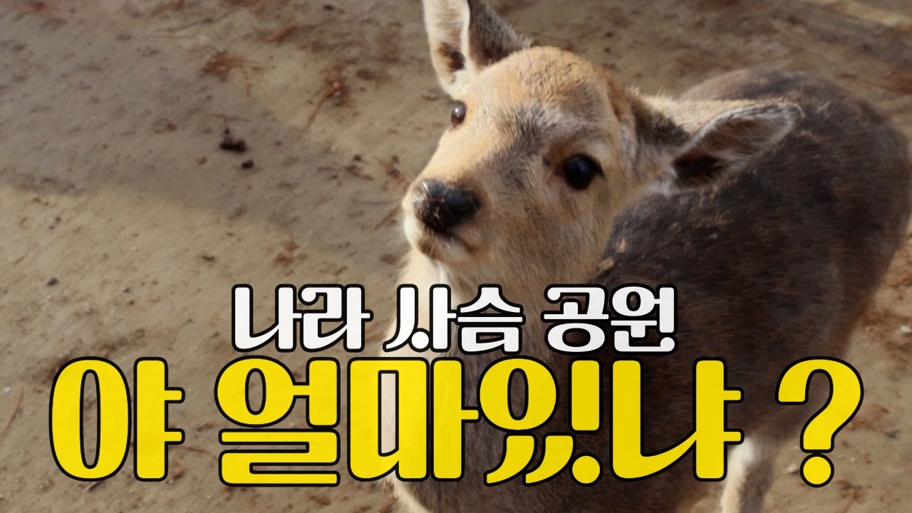 누가 사슴보고 초식 동물이래 ｜ 鹿って草食動物じゃないの？