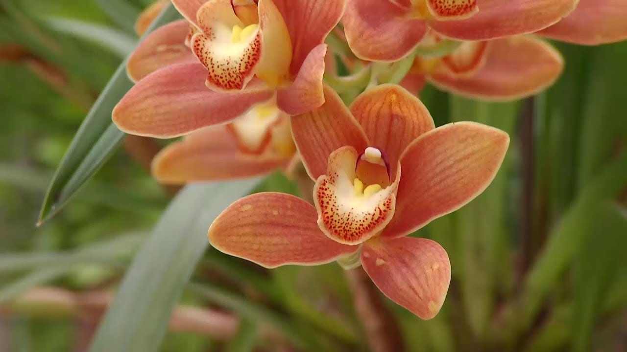 Orquídeas que florecen en invierno - Decogarden