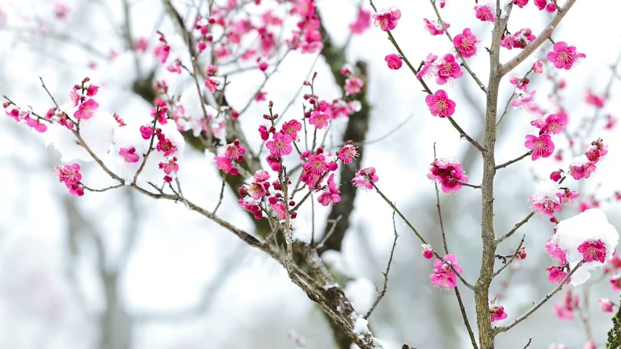 Frozen Serenity: Snow Nature Frequency for Sleeping & Studying