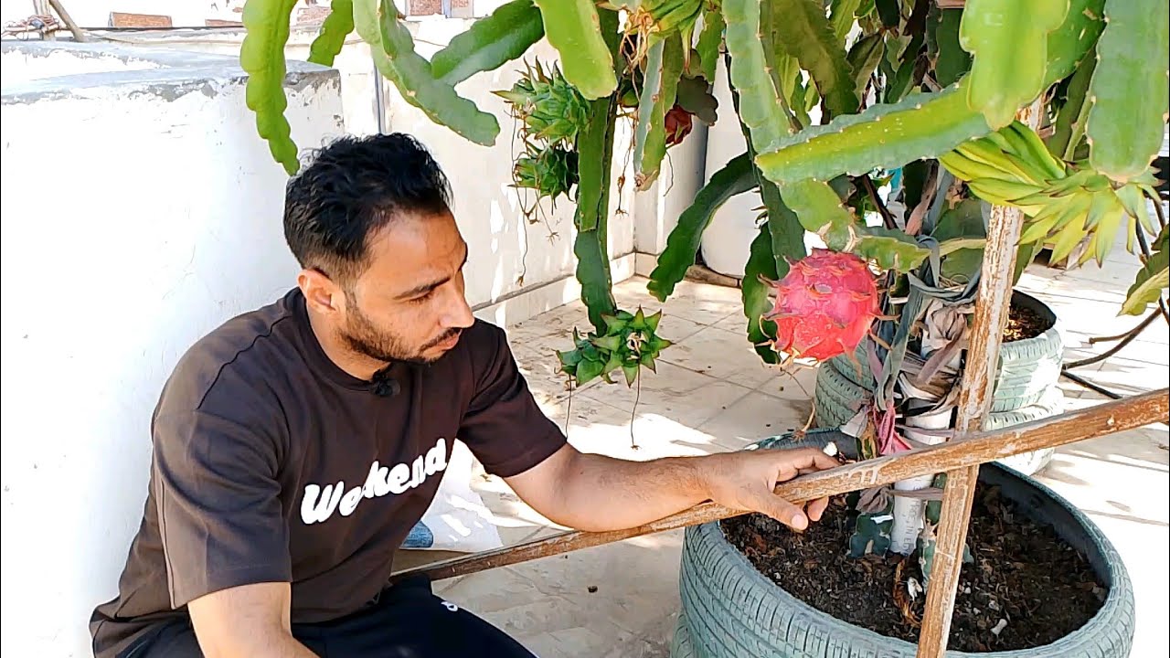 طريقة زراعة وتسريع أثمار الدراجون فروت