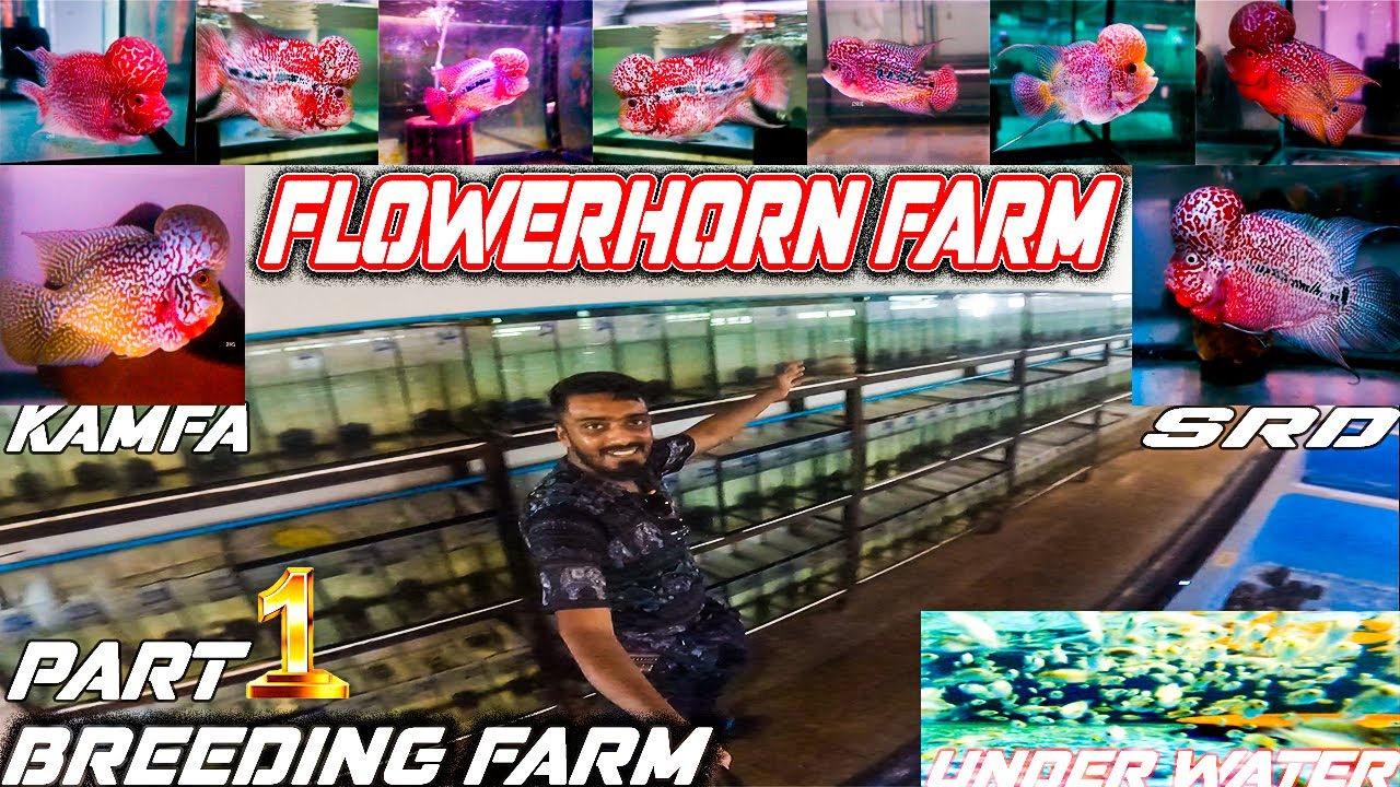 Imported flowerhorn exporter to kolathur market kamfa | srd flowerhorn biggest farm thailand #தமிழ்