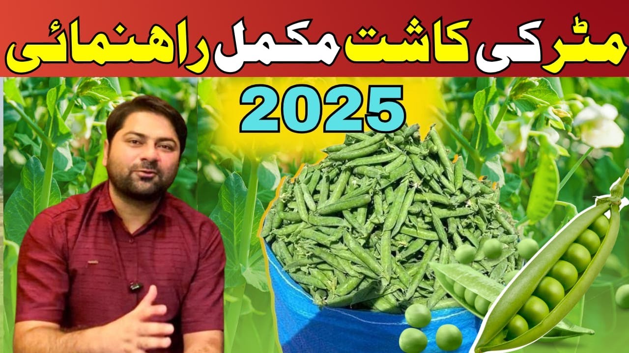 Peas Farming Full Guide | مٹر کی کاشت کا مکمل فارمولا for High Yield @CropReformer @plantclinics 