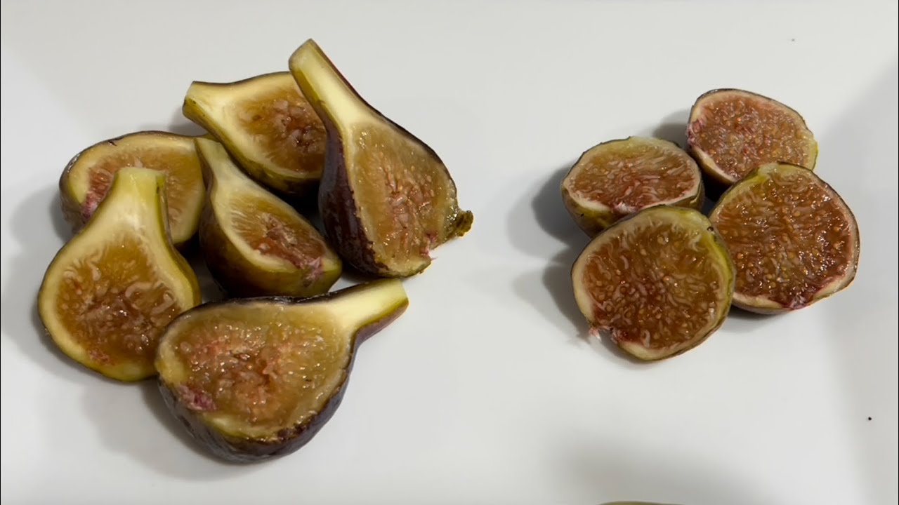 BasementFigs: FIG BATTLE (Improved Celeste VS Teramo BONUS: Smith tasting! #figs #gardening