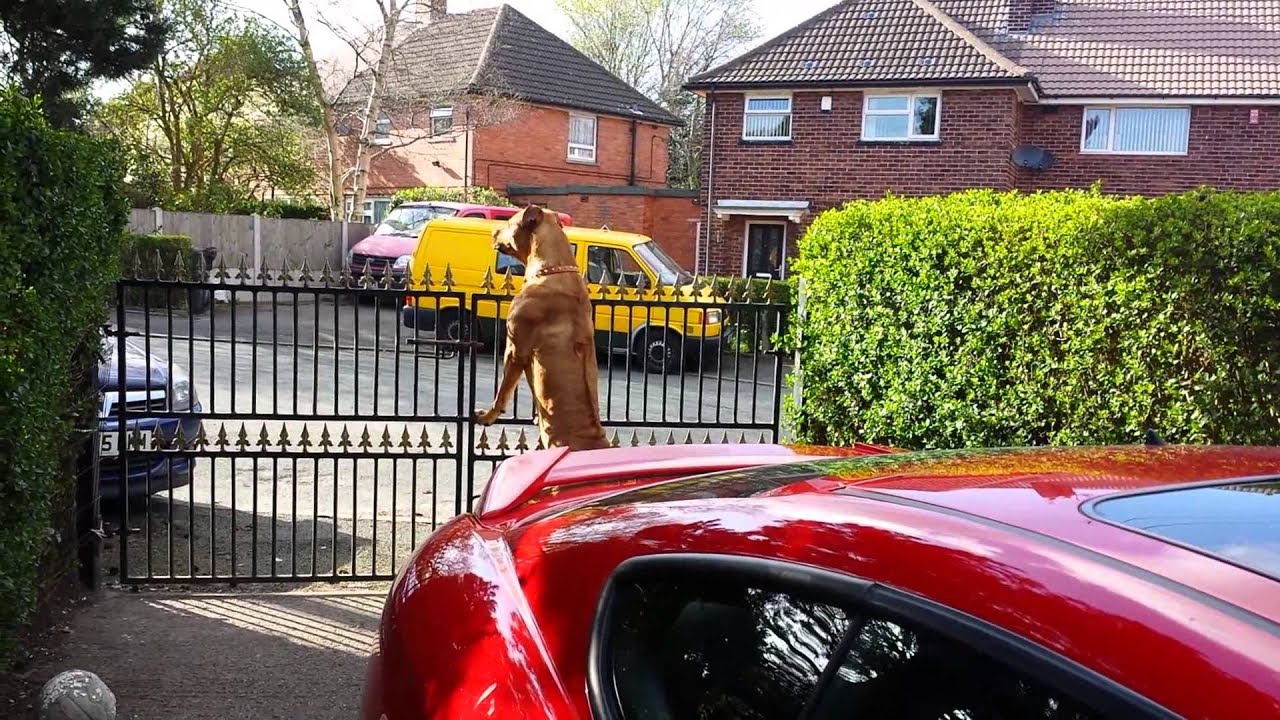 Funny Dog Trying To Talk To Ice Cream Van!!