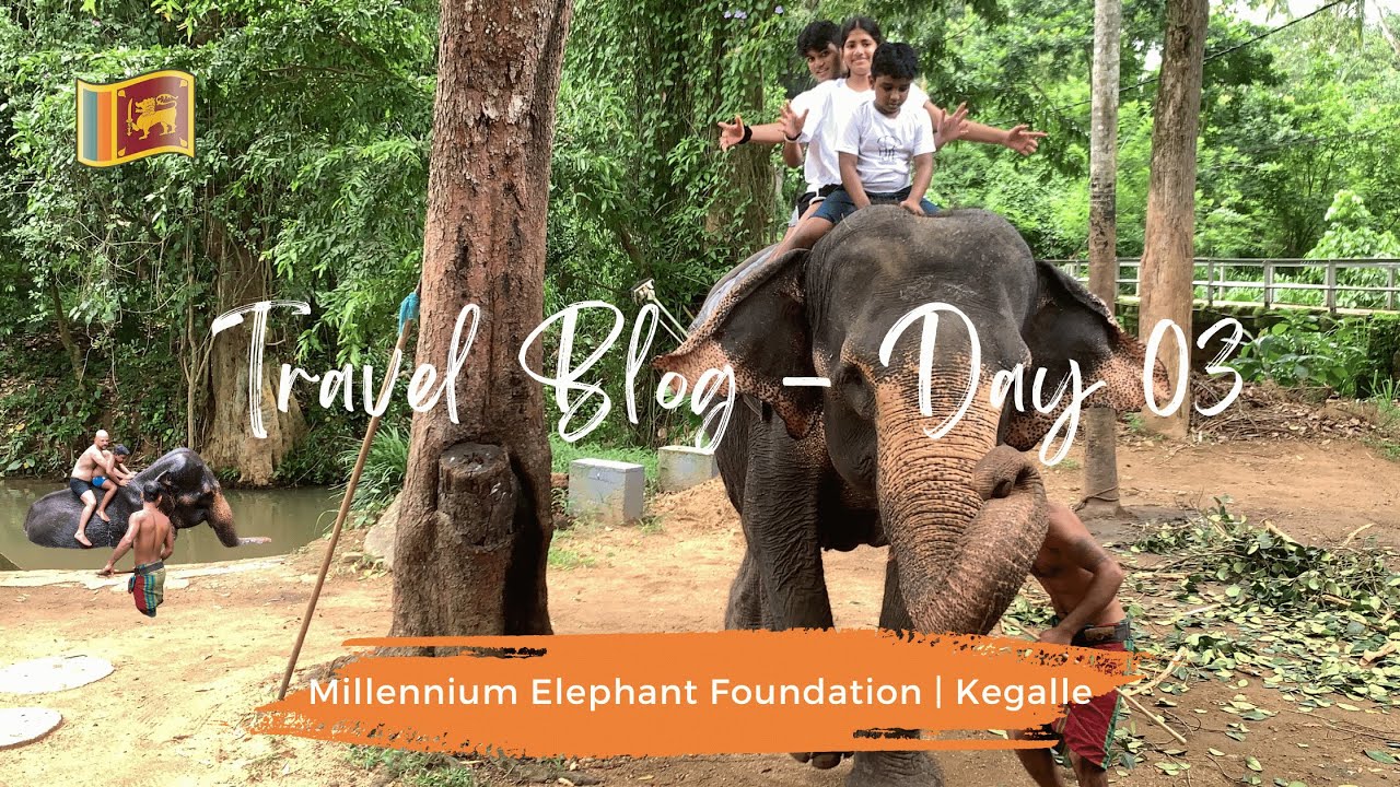 Discovering the Millennium Elephant Foundation: An Educated and Memorable Experience! Vlog Day #3