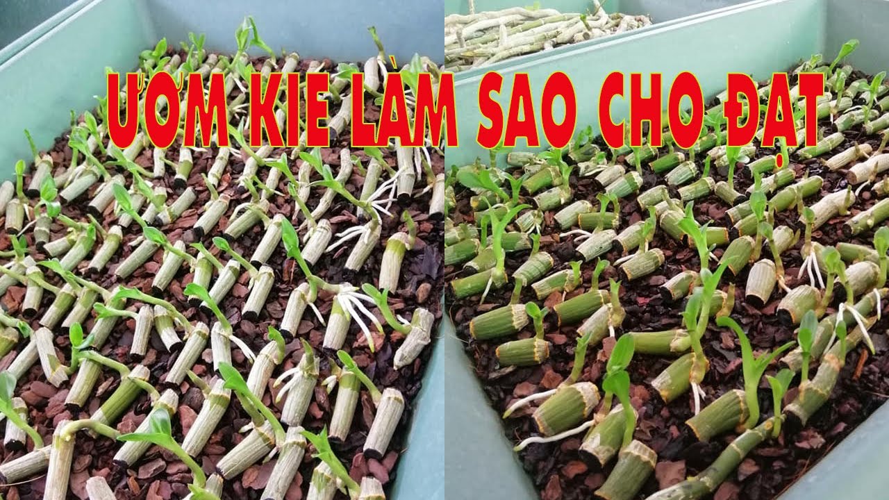 Ươm Kie Phi Điệp Từ A Tới Z | @VữngHoaLanRừng