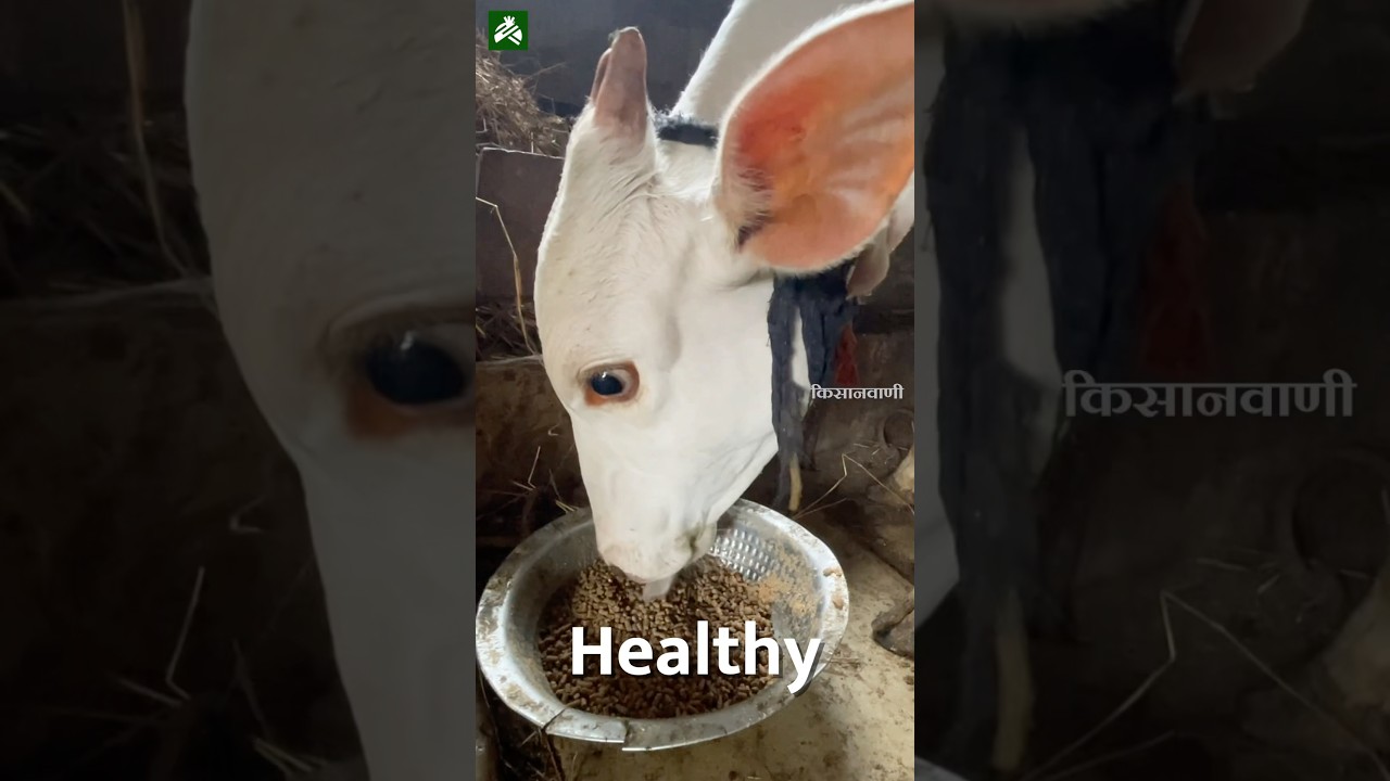 जानवरों का हेल्दी डायट | Importance of Balanced Cattle Feed  #farming #dairyfarm@kapilacattlefeed
