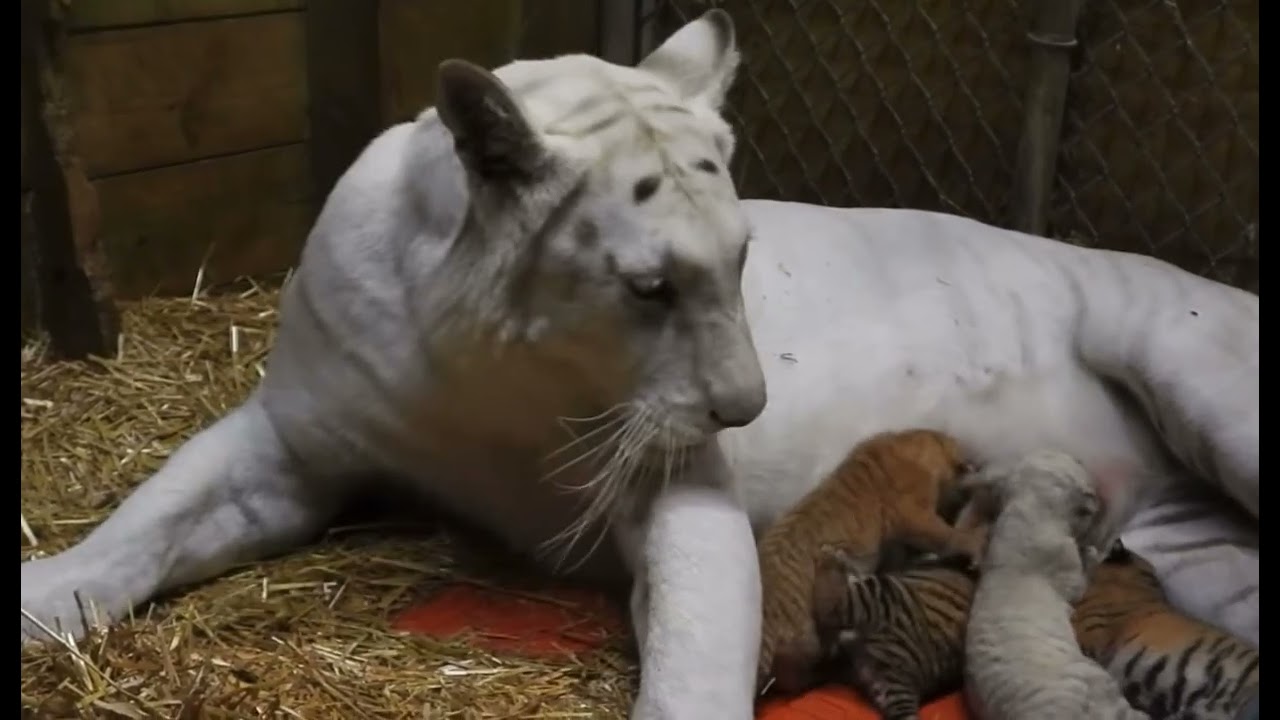 Beautiful tiger mom and babies!❤️