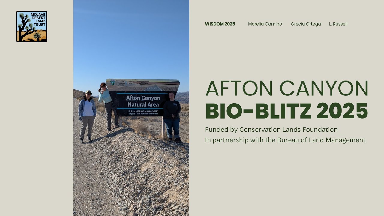 Women in Science Discovering Our Mojave: Afton Canyon Bio-Blitz 2025