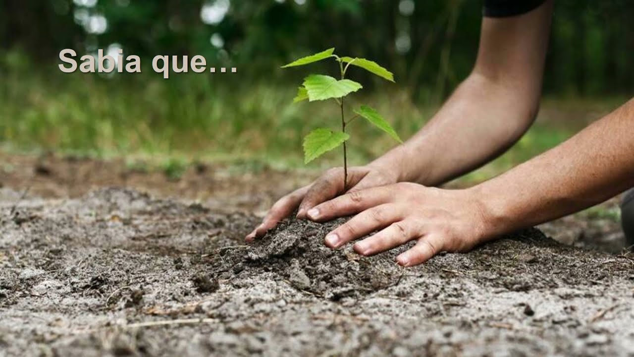 Apresentação Floresta Autóctone