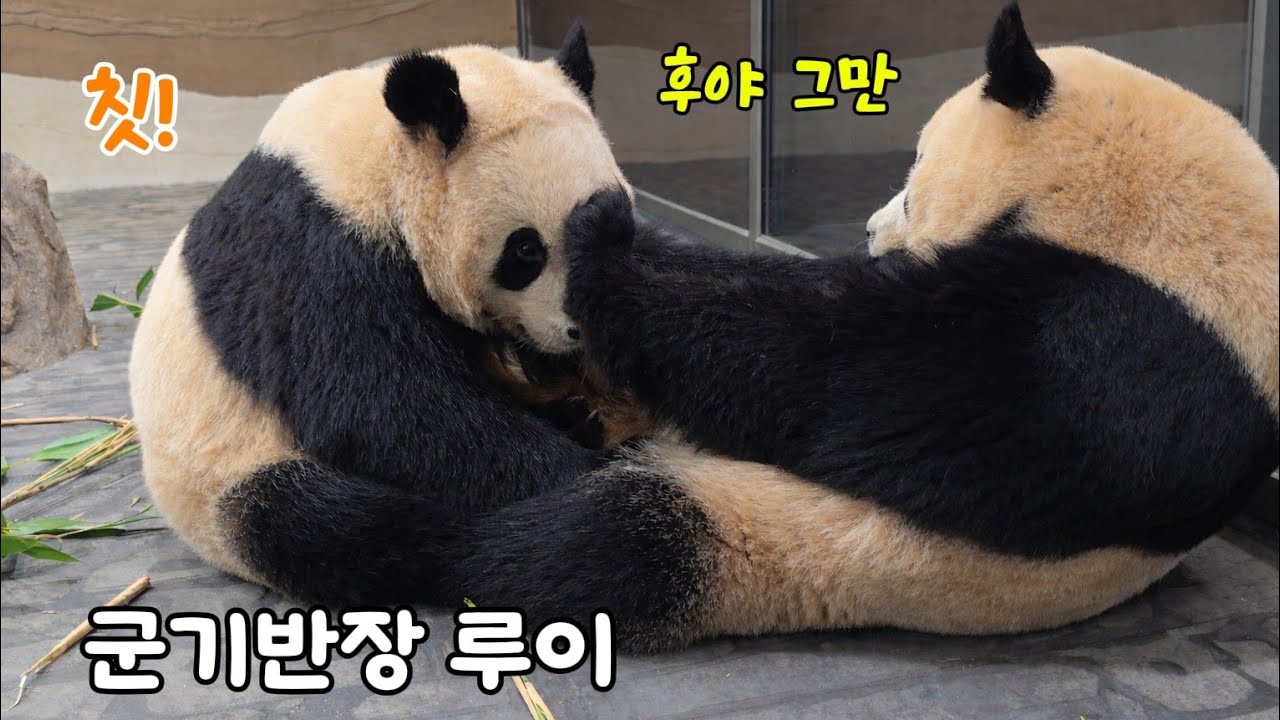 [ep.801]후이랑 티격태격하고선 단도리 시키는 루이😆26.03.05
