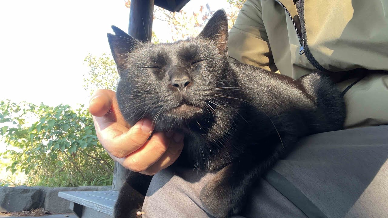 隣に座ったら膝に乗ってきた黒猫さんがとろけた