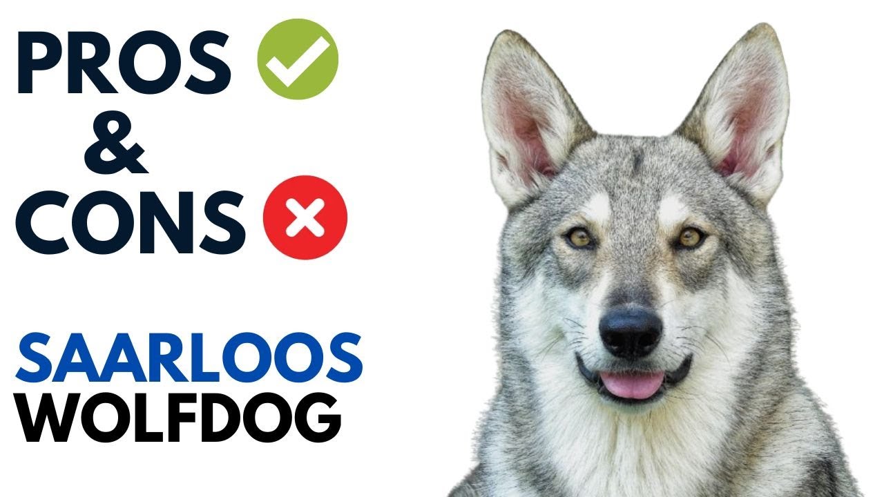 Saarloos Wolfdog Pros and Cons- Dutch Wolfdog Saarloos Wolfhond Andaluz Advantages and Disadvantages