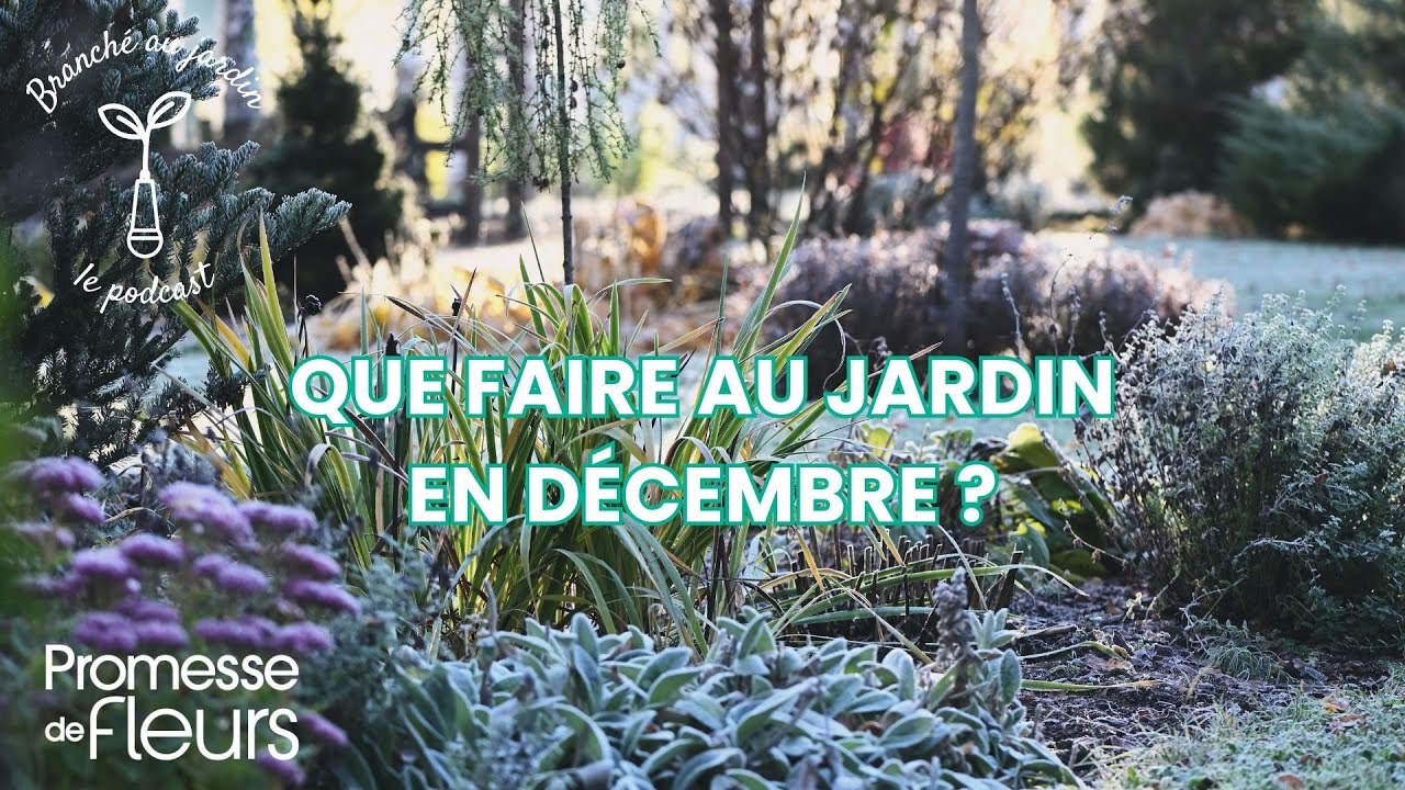 Podcast Branché au jardin : Que faire au jardin en décembre ?
