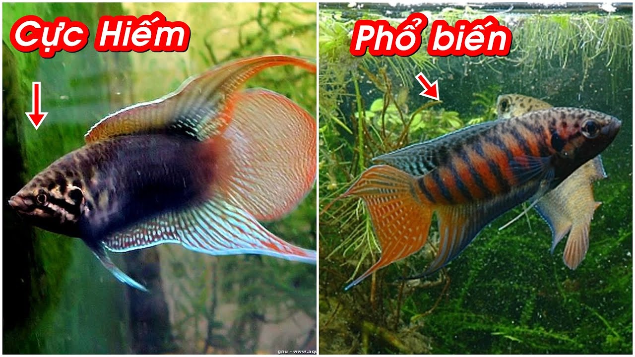 5 loài CÁ CỜ đẹp và độc đáo nhất trên thế giới! Cá cờ của Việt Nam là Đẹp Nhất!
