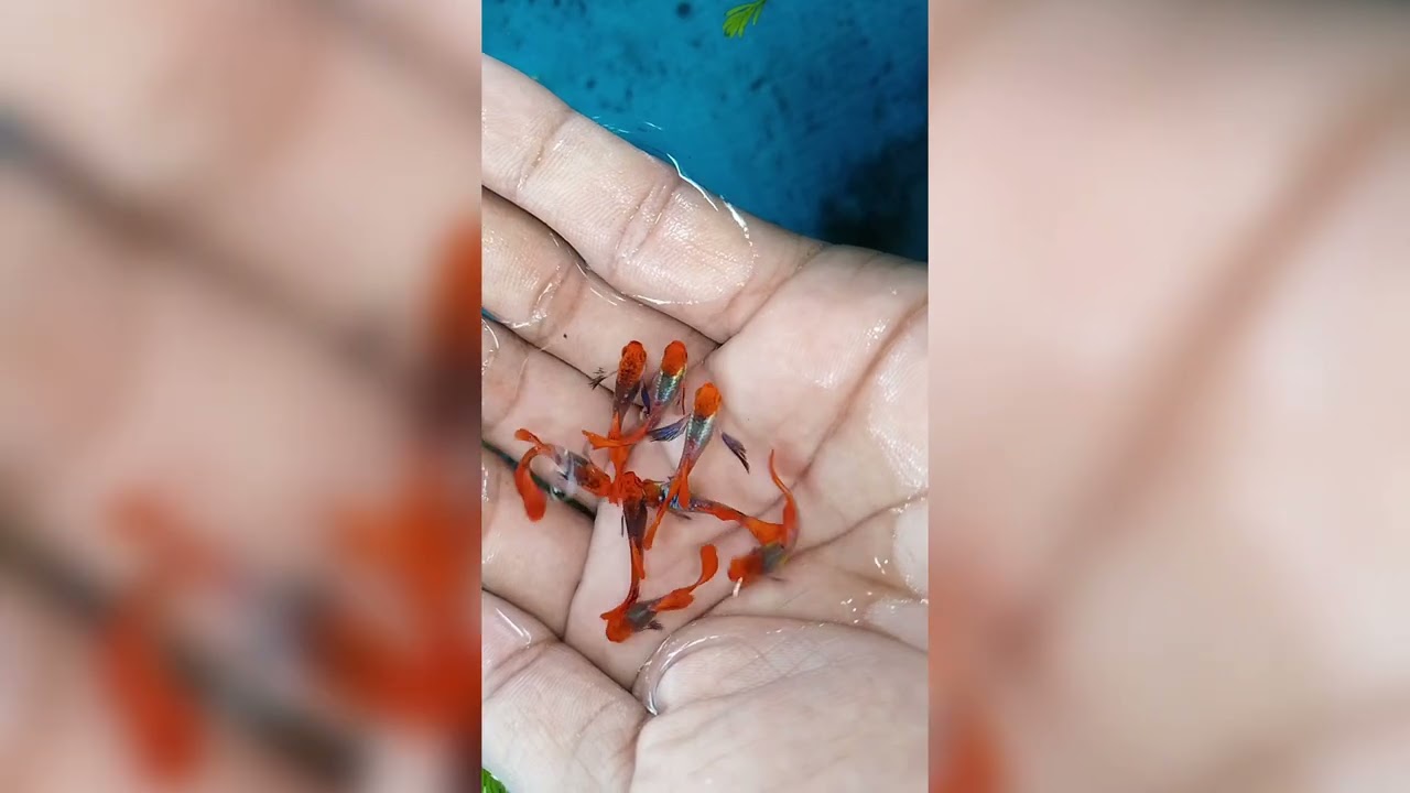 pdert koi guppy❤️