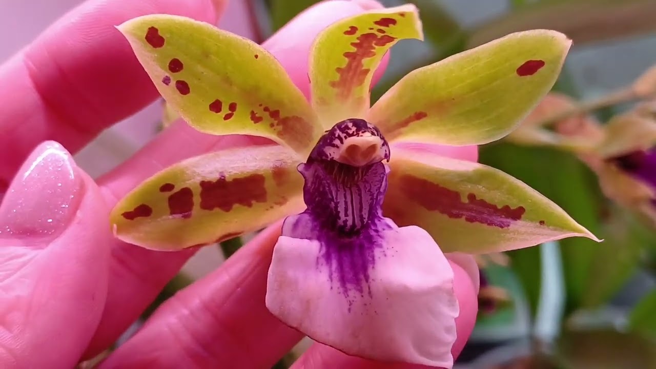 Мои новиночки орхидея  #Cambria 🌸🌺🏵️