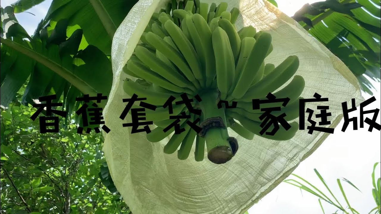 香蕉摘蕊～蔬果～抹花 ～套袋～【家庭版】