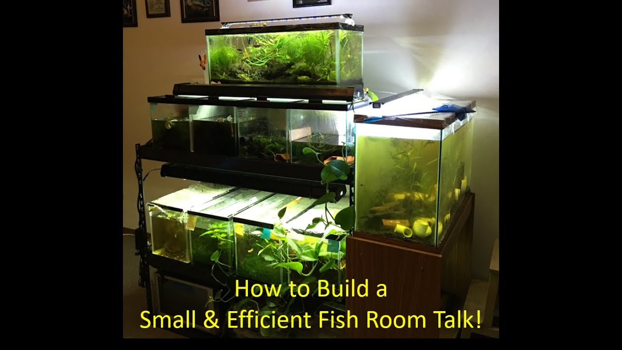 How to Build a Small and Efficient Breeding Fish Room Talk!