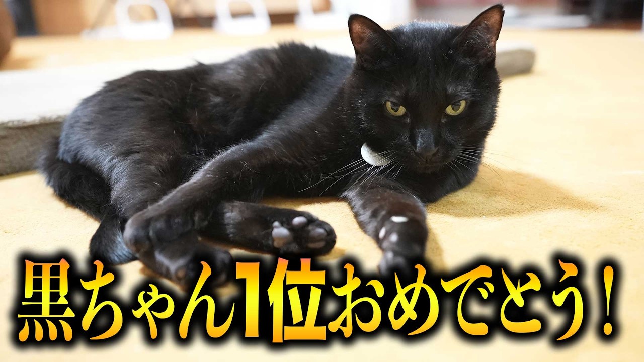 推し猫 第1位に選ばれました！　【総選挙結果発表】