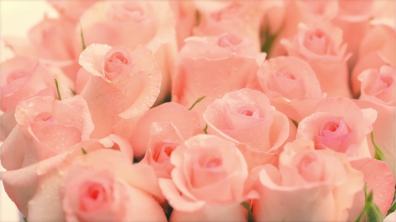 Jardin Deluxe Fleurs - Luxury Roses Delivered to NYC & Miami in Our Signature Hat Box