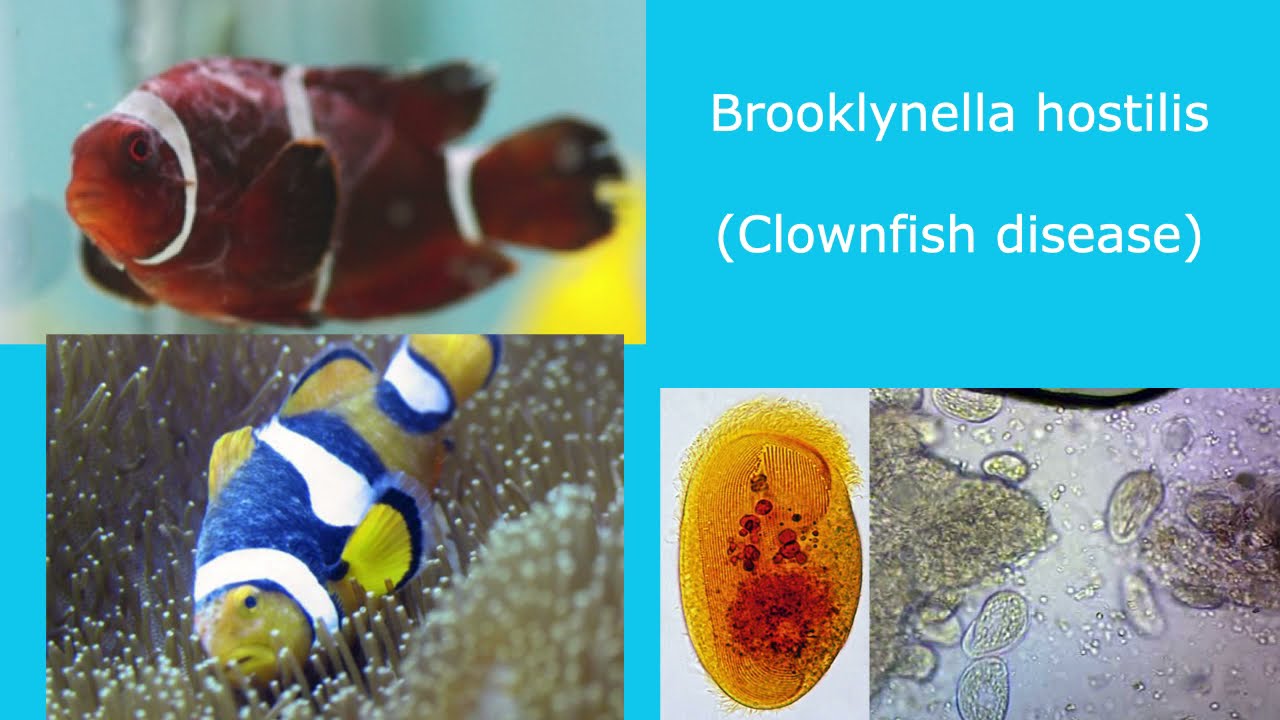 Brooklynella hostilis (Clownfish disease)