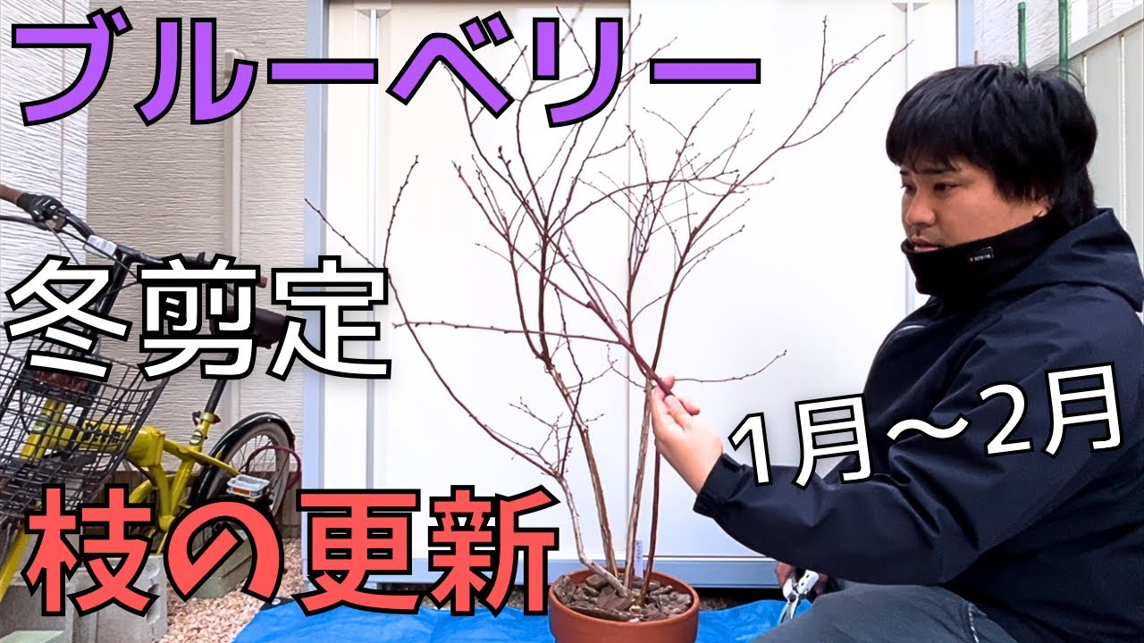 【ブルーベリーの冬剪定】植木鉢4年目2024.1