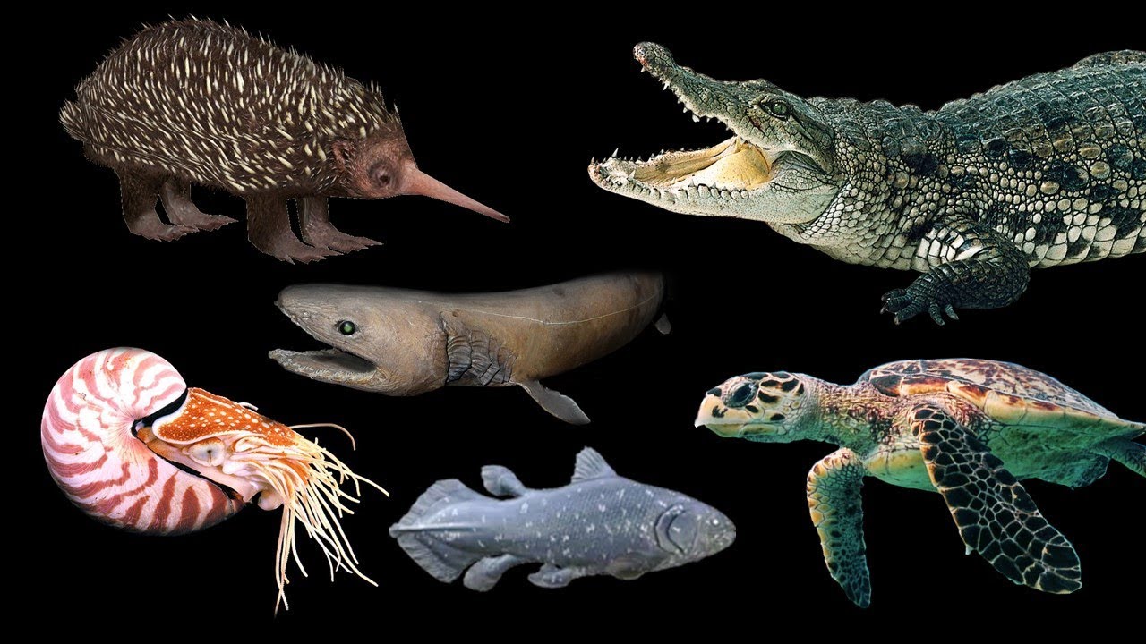 ELES VIVERAM COM OS DINOSSAUROS! BICHOS DA PRÉ-HISTÓRIA! OS ANIMAIS MAIS ANTIGOS DO MUNDO!!!