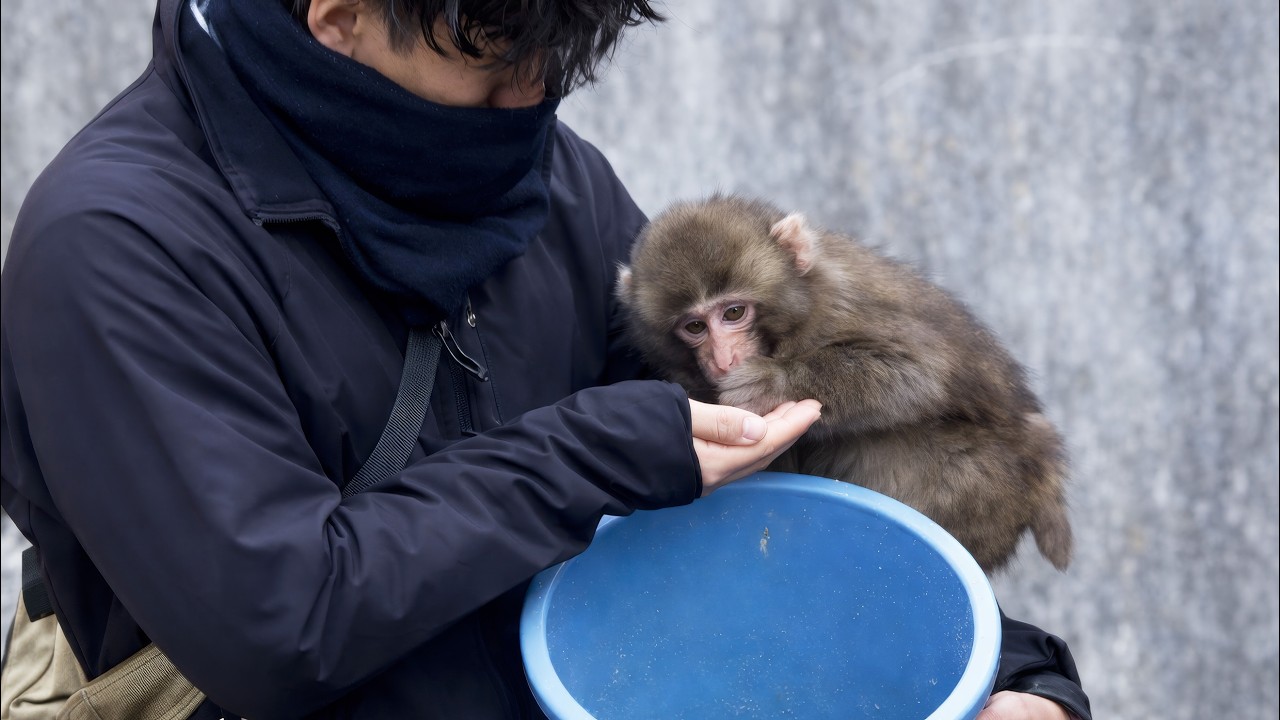 Affectionate Punch Clings to His Keeper While Being Hand-Fed