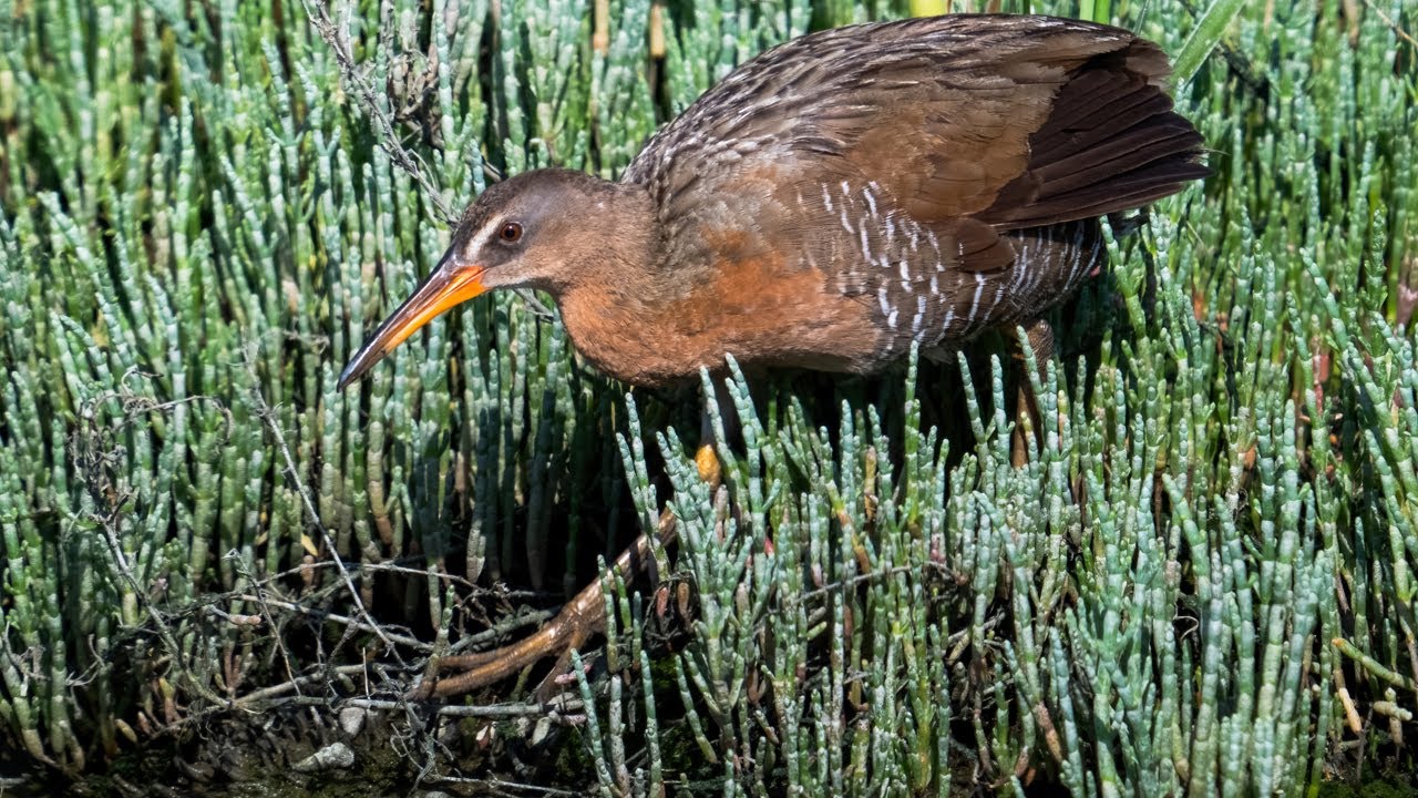 Ridgway's Rail (aka Clapper Rail) 