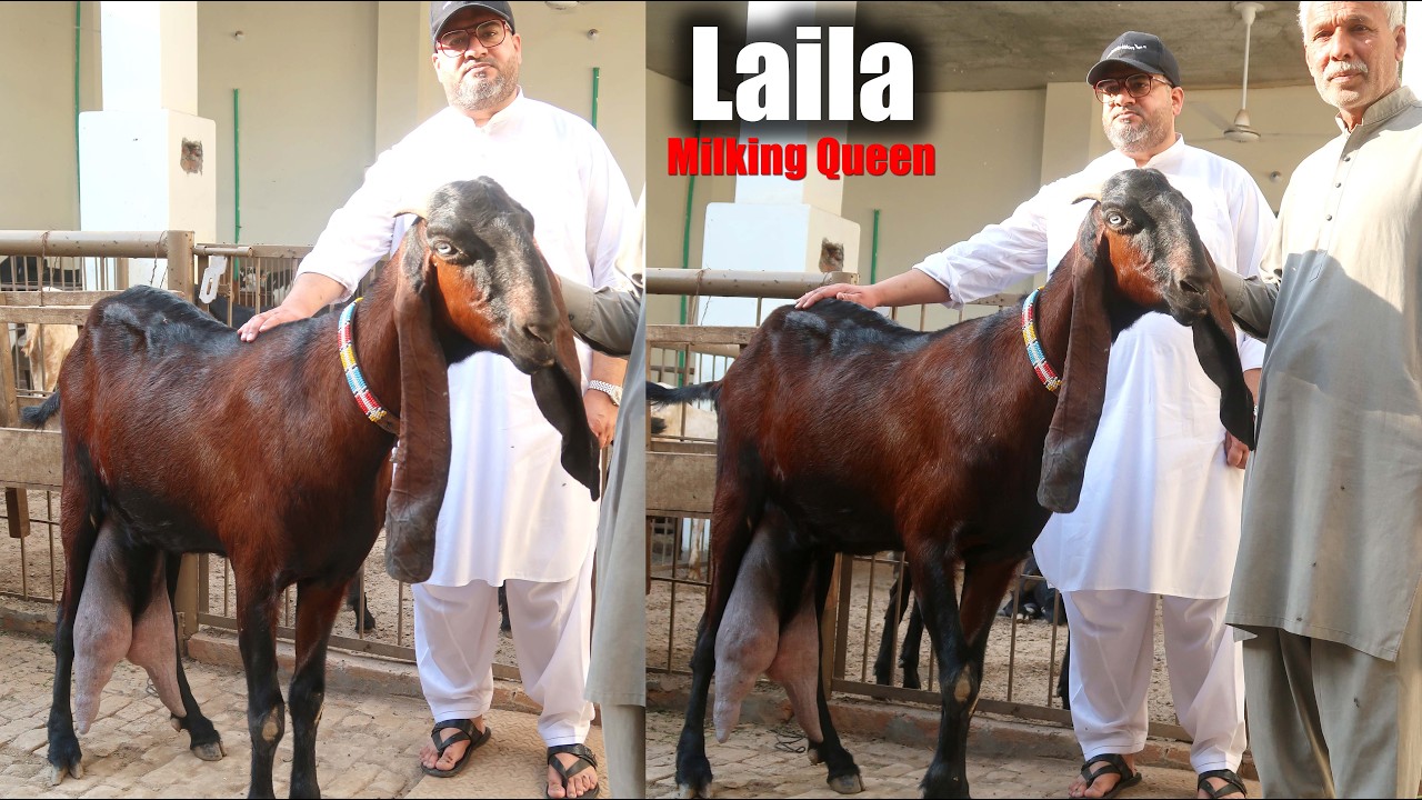 Laila Milking Queen - Top Class Breeding Goats Of Khurram Nawaz Sialkot 2026