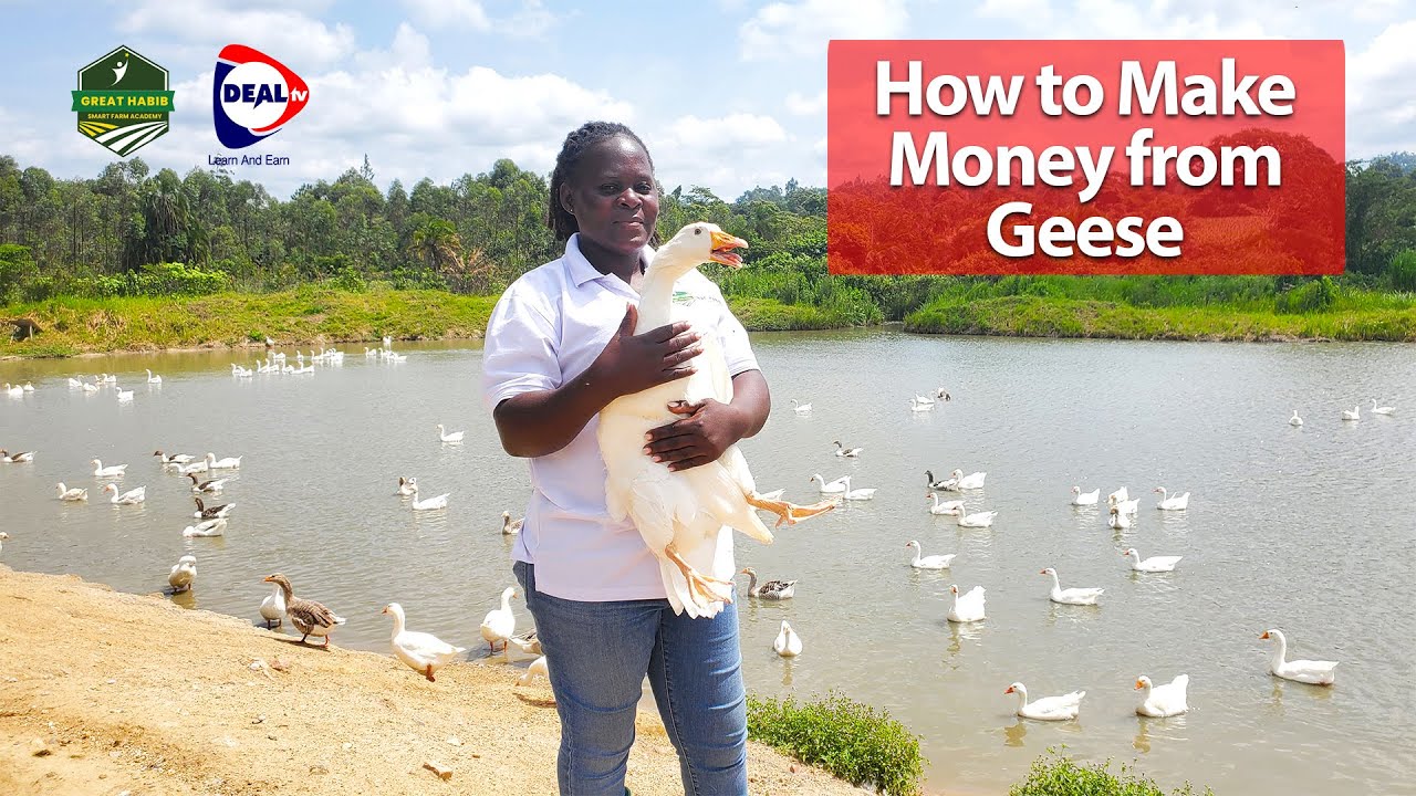 How to Make Money with Geese Goose Farming in Uganda - Great Habib Smart Farm
