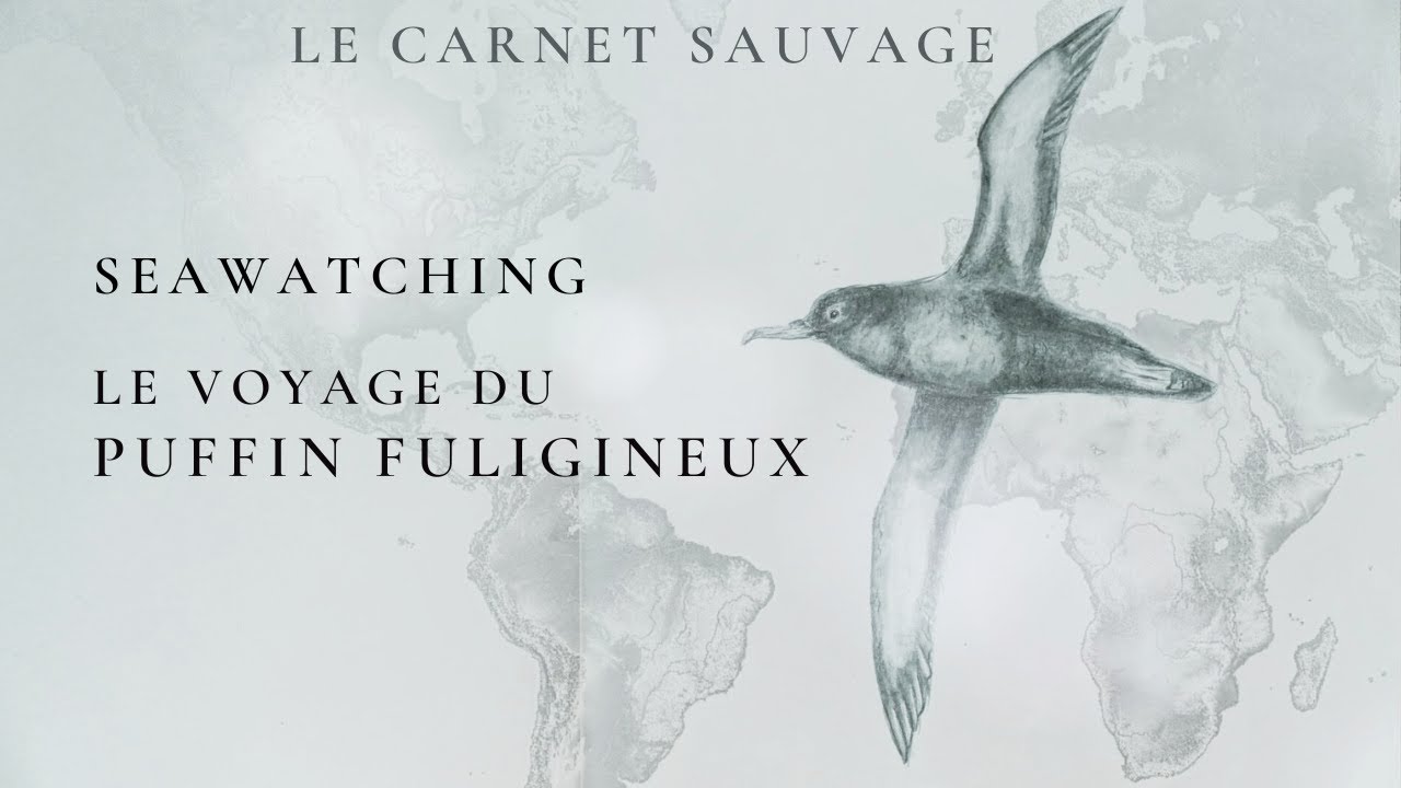 ORNITHOLOGIE - Seawatching - Le voyage du Puffin fuligineux