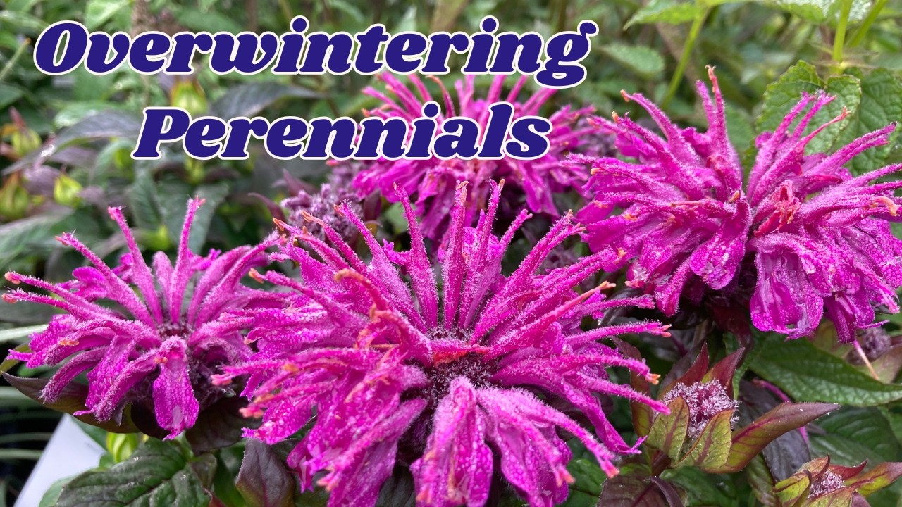 Overwintering Perennials Successfully!! It's getting better.