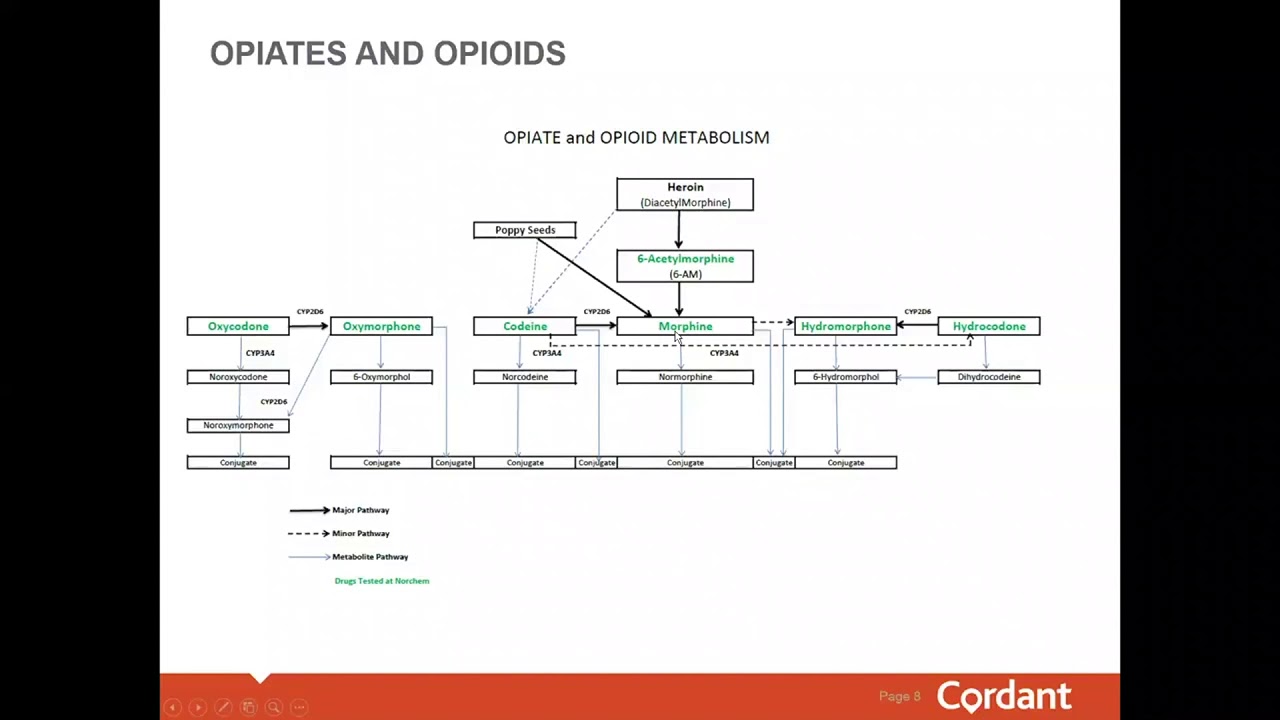 Interpreting Opiate Drug Test Results