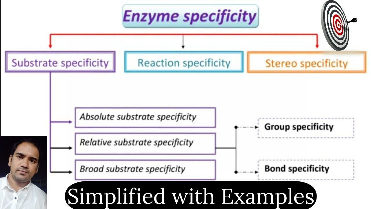 What is Enzyme specificity:Enzyme specificity Definition & Types of Enzyme specificity with examples
