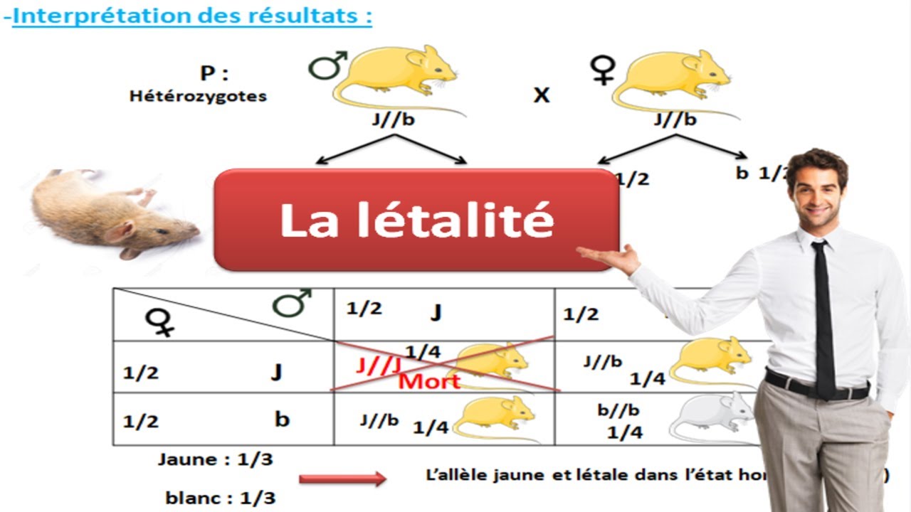 La létalité cours de génétique (allèle létale)