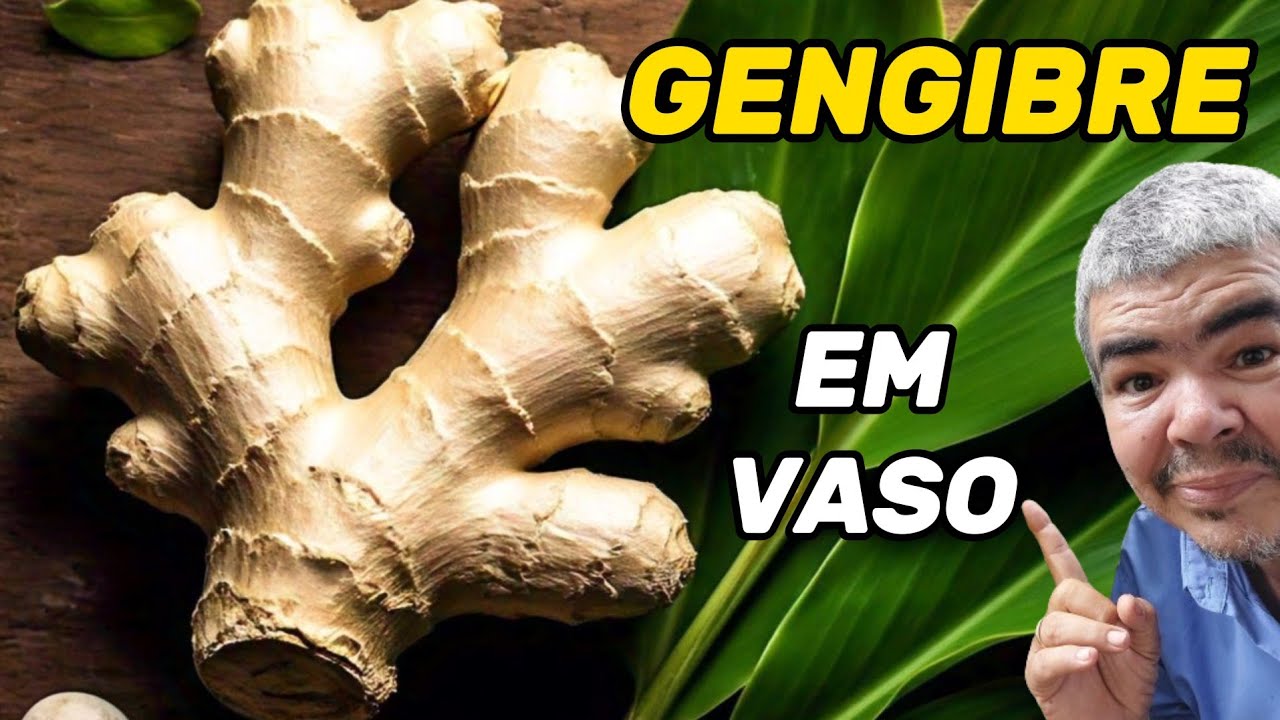 Plante Gengibre em Casa: O Segredo do Vaso Perfeito e Rizoma Inteiro!