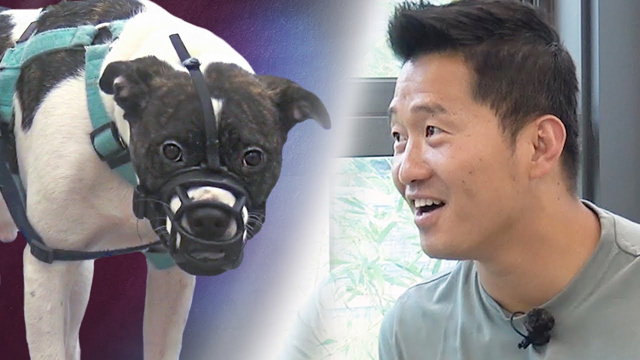 '손가락 물렸다면 절단 사고' 나는 너만 있으면 돼... 강형욱 훈련사, 내 강아지의 공격성
