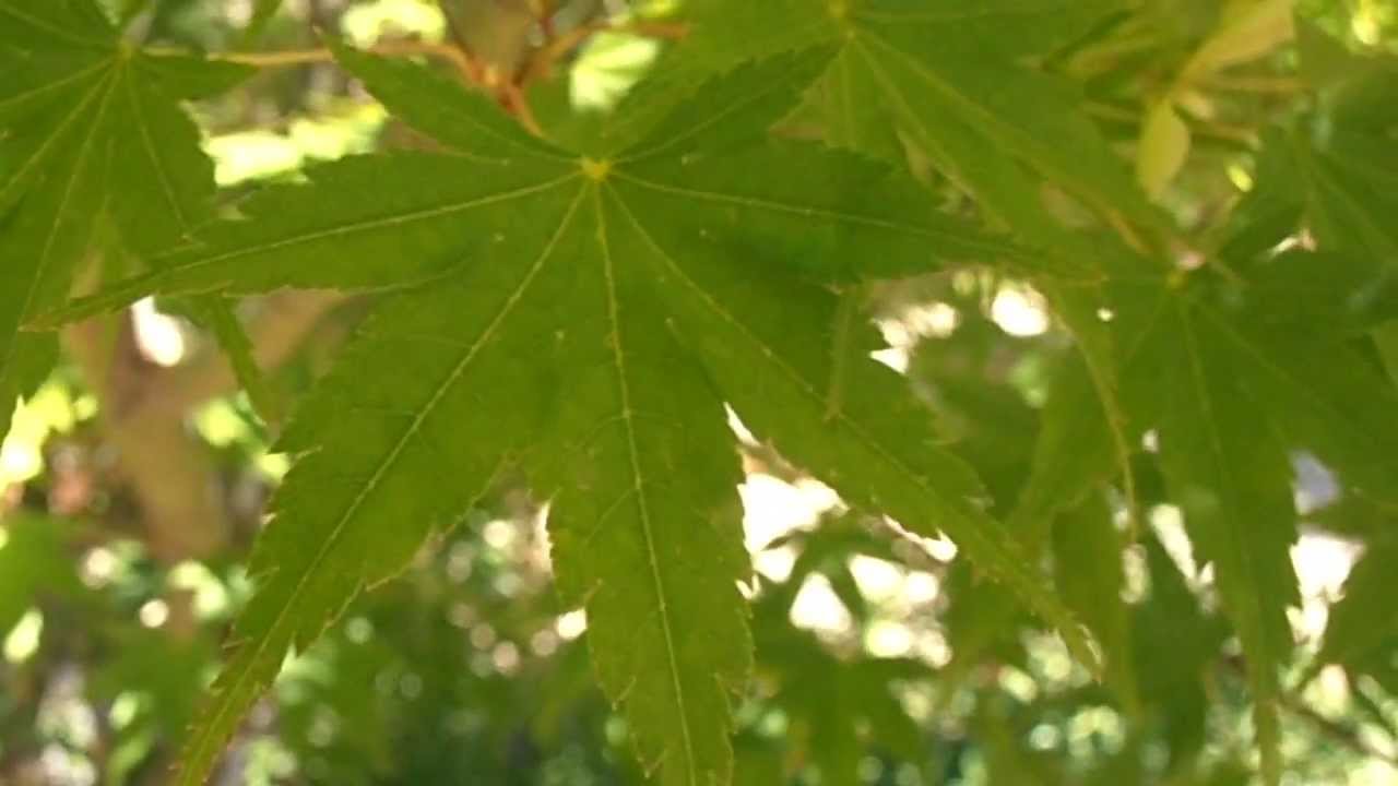 ARCE JAPON&Eacute;S: Acer japonicum (www.riomoros.com)