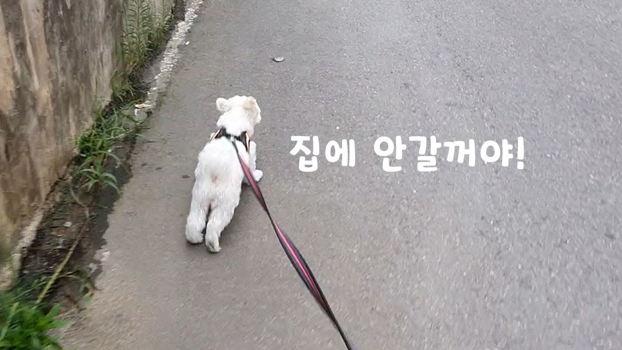 집 앞에서 도망치던 강아지가 우연히 식구들과 마주쳤을때 ㅋㅋㅋ