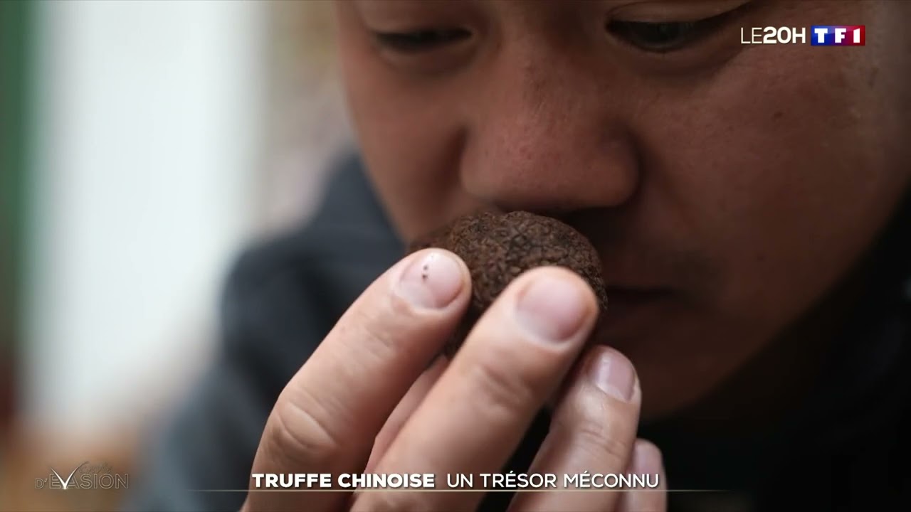Connaissez-vous la truffe chinoise ? Un trésor méconnu