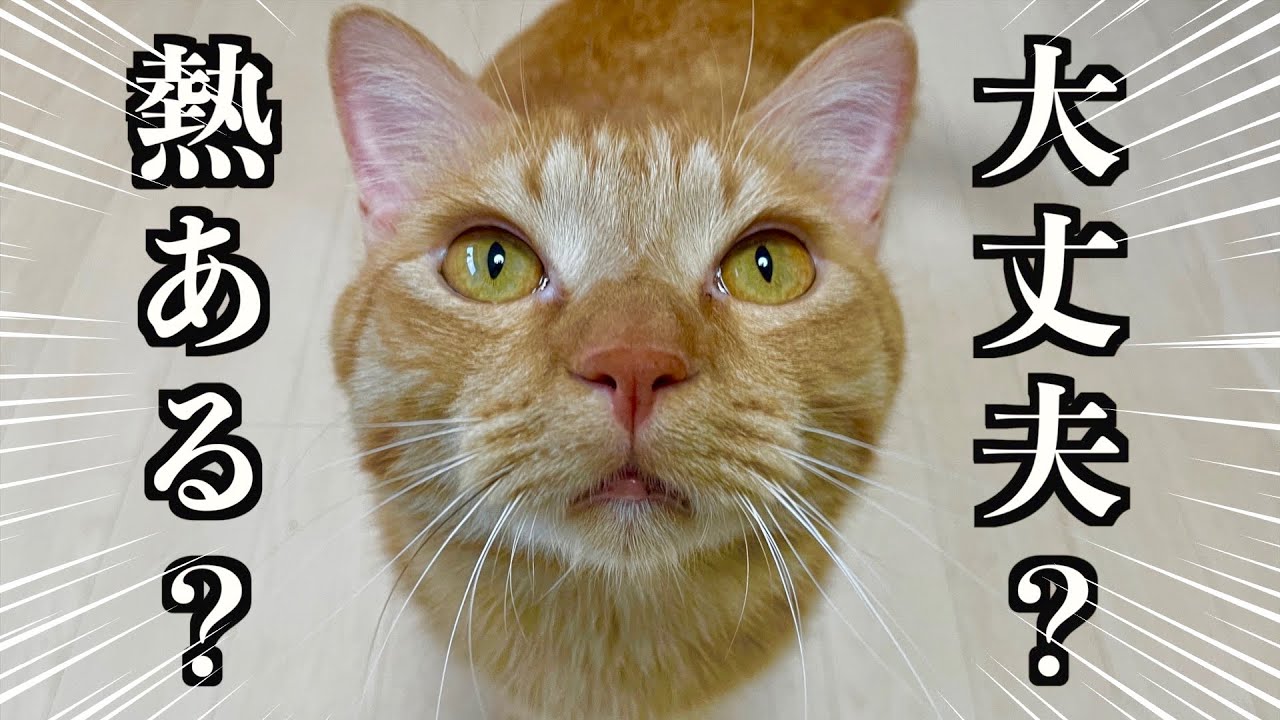 インフルで１週間も寝込んでいる飼い主を心配する猫に感動！