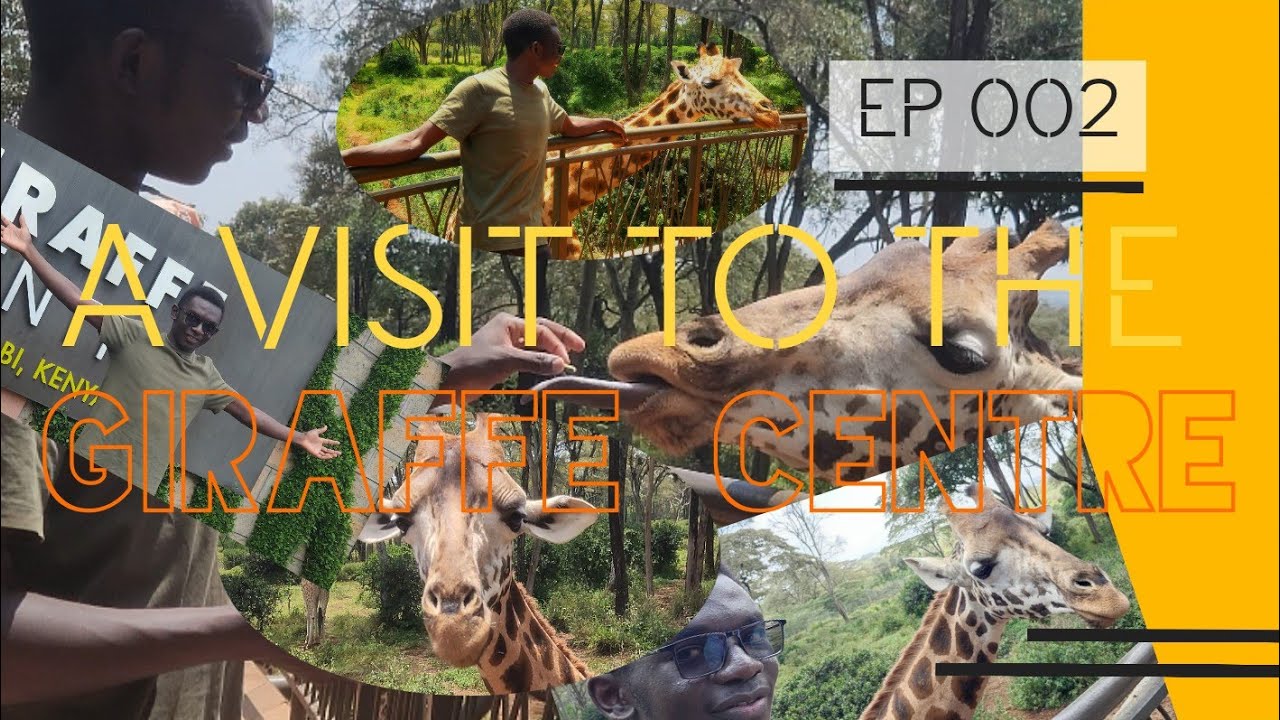 Rothschild Giraffes Up Close! 🦒 Visiting Giraffe Centre Nairobi