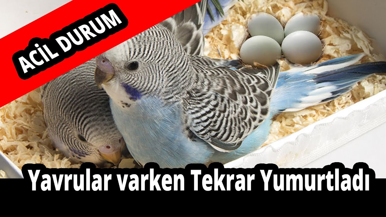 Muhabbet kuşu yavru varken Tekrar Yumurtladı