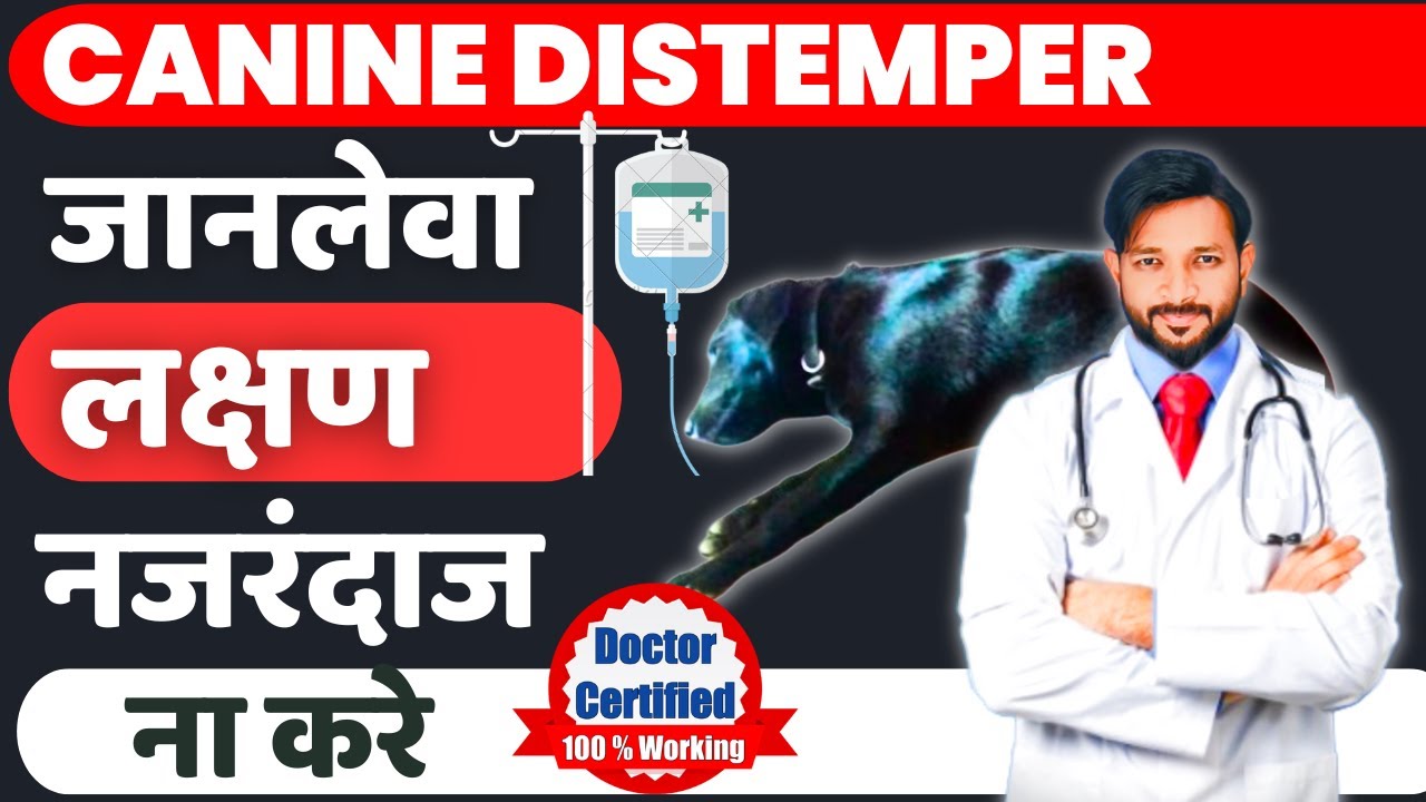 Canine Distemper Treatment At Home In Dogs | Symptoms | Recovery | Dog Distemper Treatment In Hindi