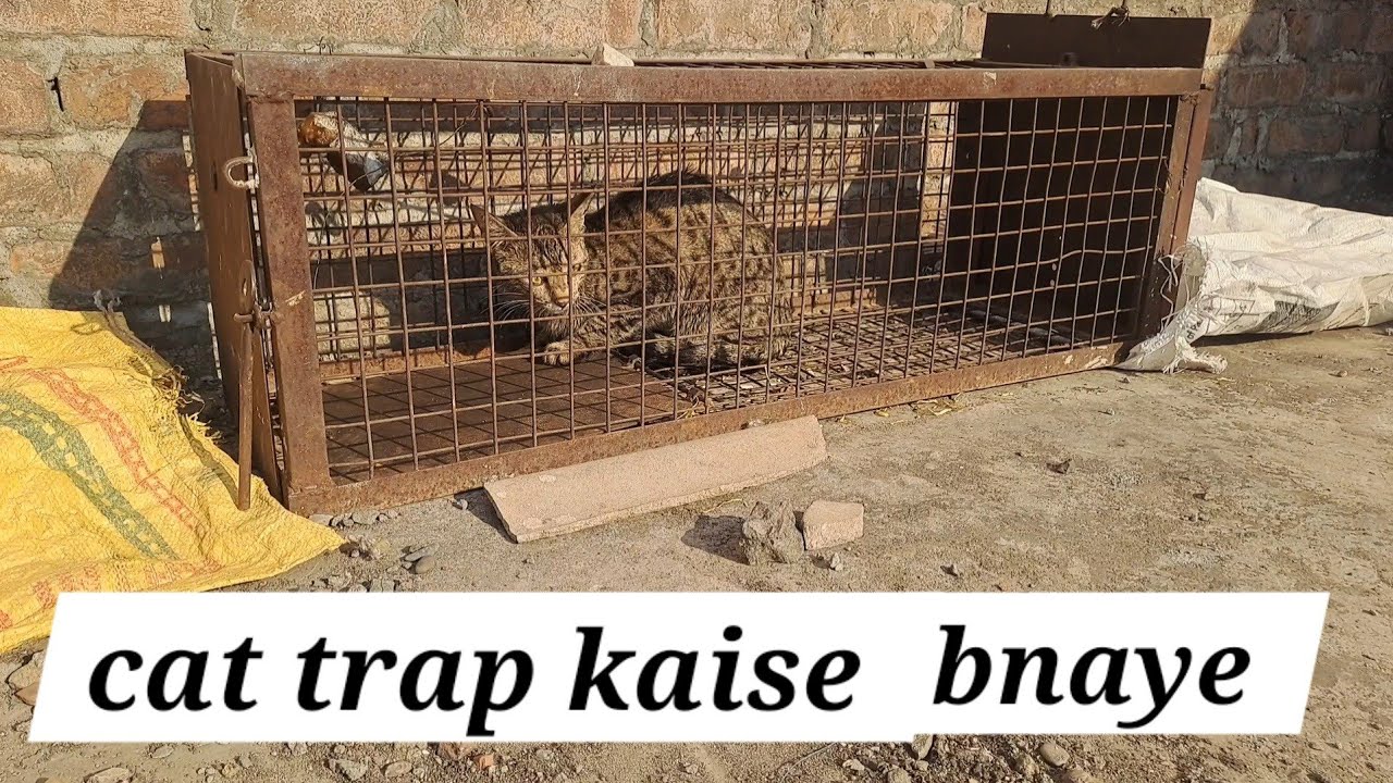 Cat trap / #pigeonsvlog #newcattrap