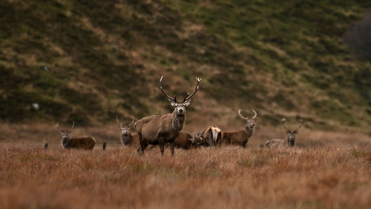 Trailer: Clear on Deer